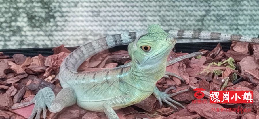 萌宠乐园——大蜥蜴.jpg