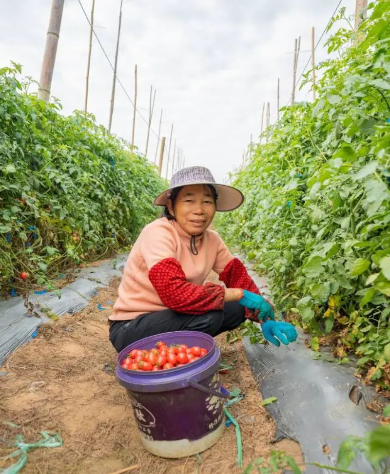 负责采摘圣女果的工人。 图片