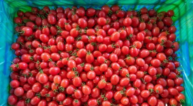 蕴藏着万般鲜甜的珍果。 图片